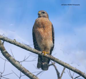 Buteo lineatus