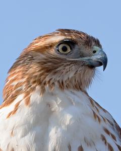 Buteo jamaicensis