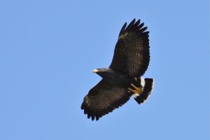 Buteogallus anthracinus