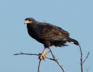 Buteogallus anthracinus