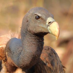 Gyps indicus