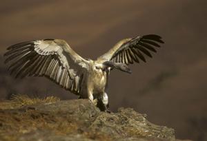 Gyps coprotheres
