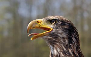 Haliaeetus leucocephalus