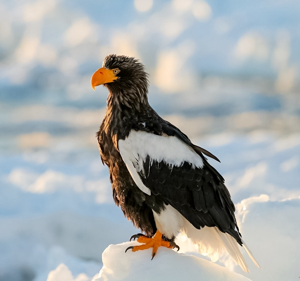 Haliaeetus pelagicus