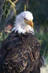 Haliaeetus leucocephalus