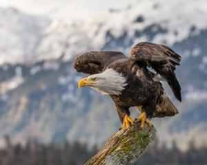 Haliaeetus leucocephalus