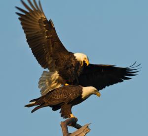 Haliaeetus leucocephalus