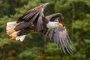 Haliaeetus leucocephalus
