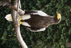 Haliaeetus pelagicus