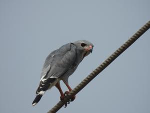 utils/thumbs/Accipitridae/Kaupifalco_F6mhcYosKophyXopAixnQb.jpg
