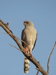 Micronisus gabar