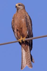 utils/thumbs/Accipitridae/Milvus_UeWasdsVUvXRUk4np6yTfR.jpg