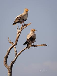 Neophron percnopterus