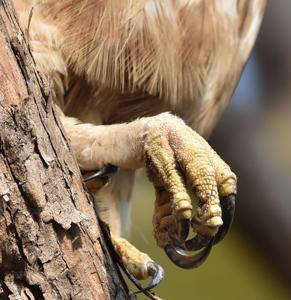 Nisaetus cirrhatus