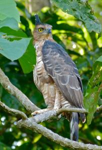 Nisaetus nanus