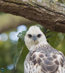 Nisaetus cirrhatus