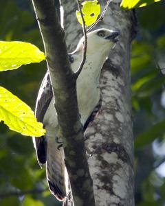 Nisaetus lanceolatus