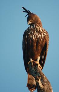 Nisaetus cirrhatus