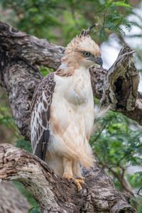 Nisaetus cirrhatus
