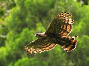 Nisaetus bartelsi