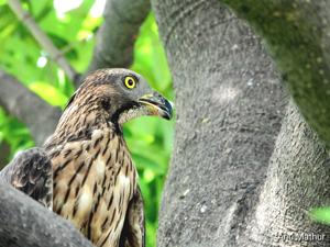 Pernis ptilorhynchus