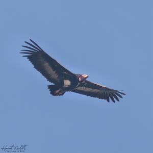 Sarcogyps calvus