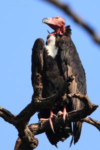 Sarcogyps calvus