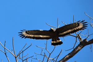 Spilornis cheela