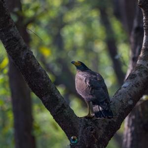 Spilornis cheela