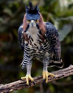 utils/thumbs/Accipitridae/Spizaetus_XGedrYkETdFA3ydBwgdaco.jpg