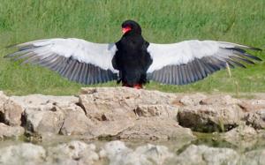 Terathopius ecaudatus