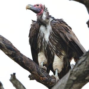 Torgos tracheliotos