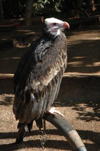 Trigonoceps occipitalis
