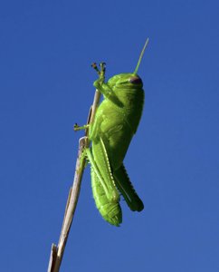 Anacridium aegyptium