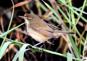 Acrocephalus dumetorum