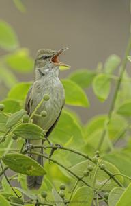 Acrocephalus stentoreus amyae