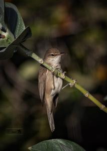 Acrocephalus stentoreus