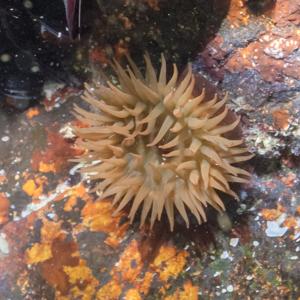 Actinia equina