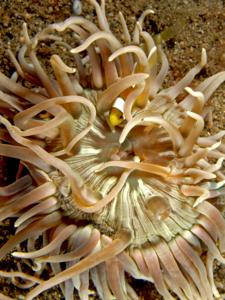 utils/thumbs/Actiniidae/Dofleinia_GBnzC9NwpvgzqEpJBKnrX2.jpg