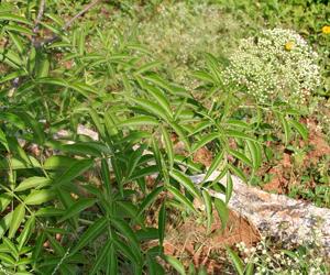 Sambucus canadensis