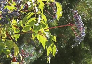 Sambucus nigra subsp. cerulea