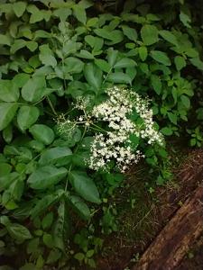 Sambucus nigra subsp. canadensis