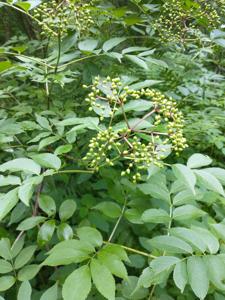 Sambucus nigra subsp. canadensis
