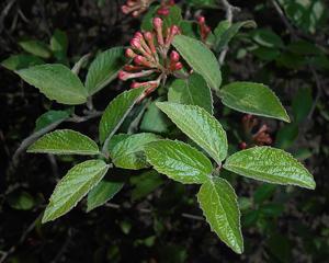 Viburnum carlesii