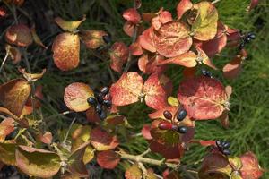 Viburnum carlesii