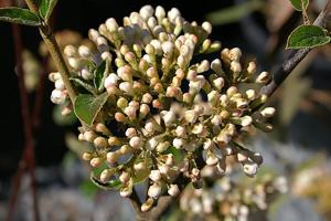 Viburnum carlesii