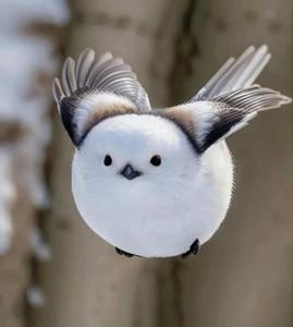 Aegithalos caudatus japonicus