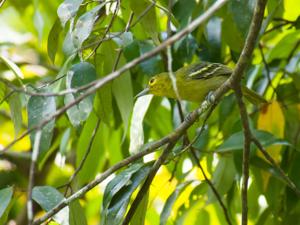 Aegithina viridissima