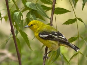 Aegithina nigrolutea