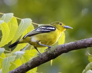 Aegithina tiphia